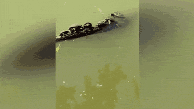 Video: Rùa trèo lên khúc gỗ bất thành, kéo cả đàn rơi xuống nước