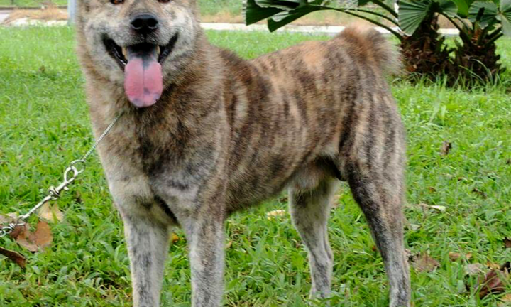 Khuyển vương Mông cộc và câu chuyện soán ngôi chó Phú Quốc