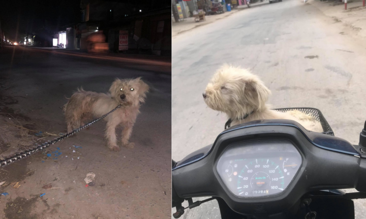 Xúc động chuyện chủ bất ngờ tìm được chó cưng thất lạc 1 năm ở hàng thịt chó 