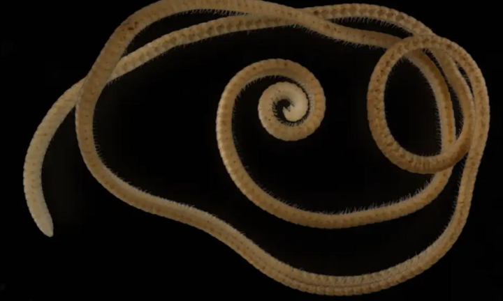 'Quái vật' hơn 1.300 chân ẩn thân dưới lòng đất