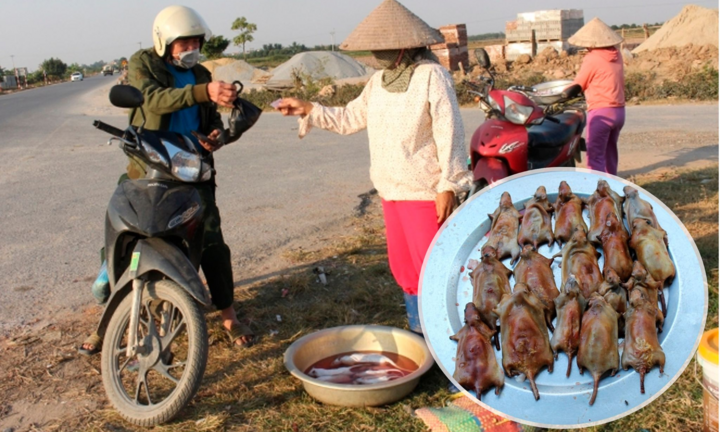 Săn chuột đồng kiếm tiền triệu mỗi ngày ở Hưng Yên