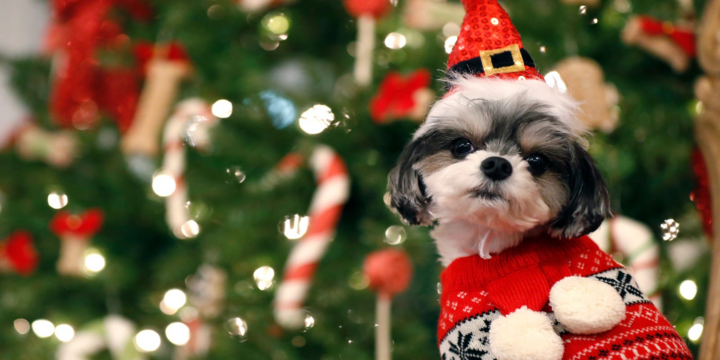 Tiết lộ bài hát Giáng sinh được loài chó yêu thích nhất 