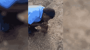 Video: Tài xế taxi đưa khỉ từ cõi chết trở về bằng hô hấp nhân tạo