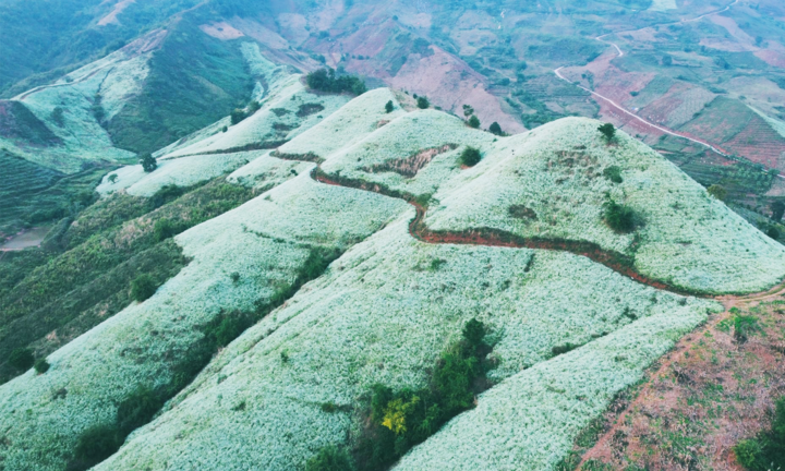 Phát hiện một ngọn đồi nở đầy hoa cải trắng siêu thơ mộng ở thiên đường Mộc Châu