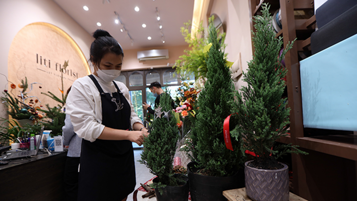 Video: Thông tươi mini giá tiền triệu hút khách mùa Giáng sinh