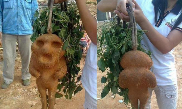 Củ khoai có hình dáng kỳ lạ gây sửng sốt, đáng sợ hơn là có thể gây chết người