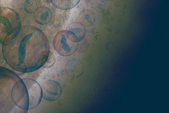 Sinh vật sống đang hiện diện trên Sao Kim?