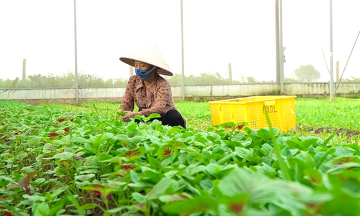 Liên minh HTX Hà Nội: Vượt ‘bão dịch’ phát huy hiệu quả mô hình kinh tế tập thể