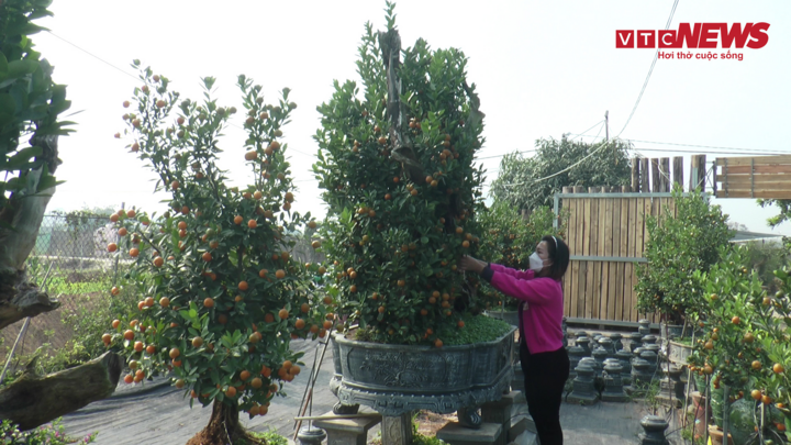 Video: Quất bonsai hình cánh buồm trên thân gỗ lũa