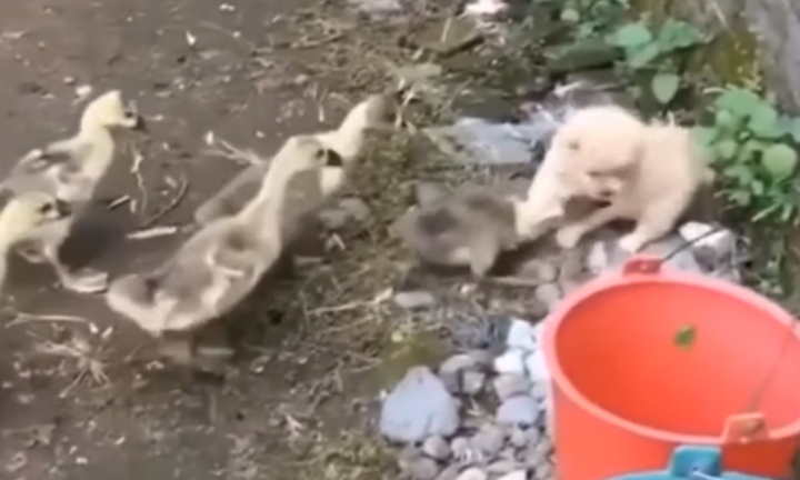 Cún con khổ sở vì bị đàn vịt tấn công