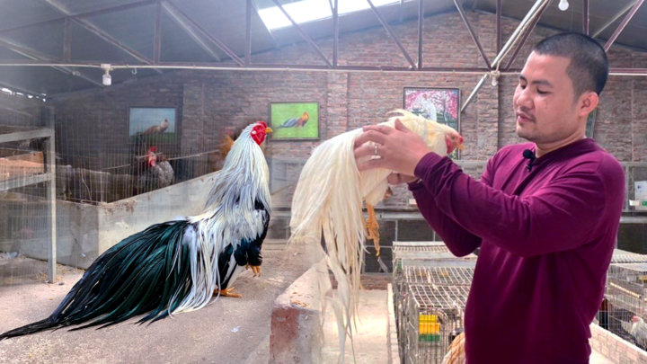 Trưởng phòng bỏ việc lương nghìn USD về quê chăn giống gà lạ đắt ngang xe SH