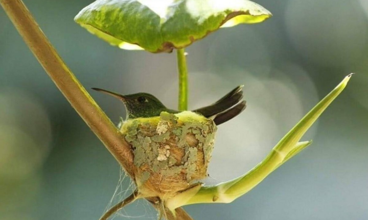 Ngỡ ngàng trước những khoảnh khắc kỳ thú của thiên nhiên