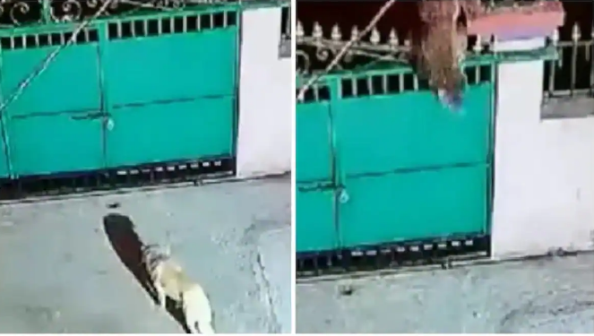 Báo hoa mai phi thân qua cổng sắt, cắp chó nhà đi mất trong 20 giây