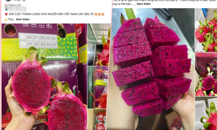 Đến lượt thanh long tắc biên được bán 'xả hàng', có nơi giá 3.500 đồng/kg