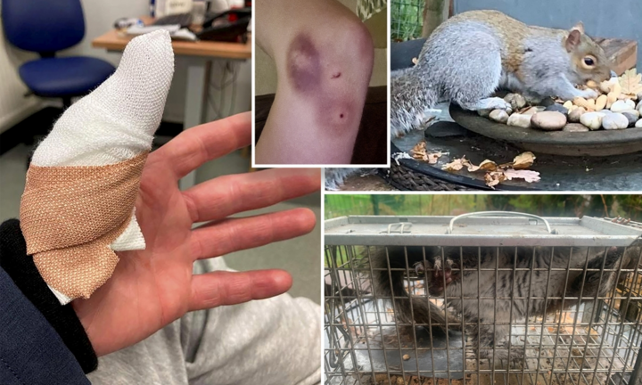 18 người bị thương vì một con sóc hung dữ