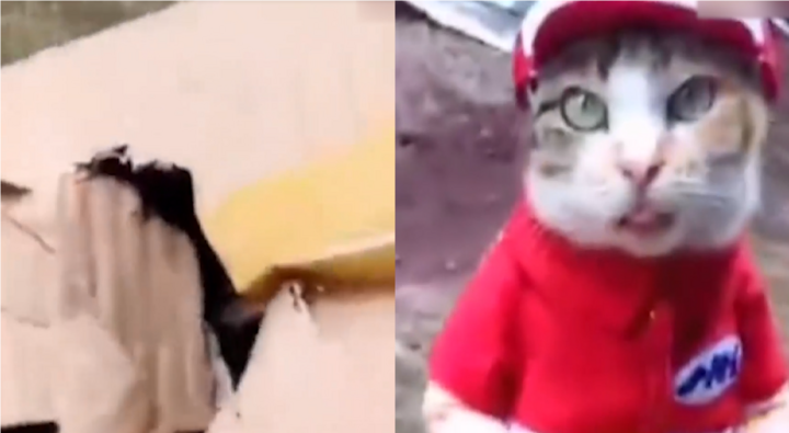 Khách hàng 'tắt điện' khi nhận ra mèo làm shipper