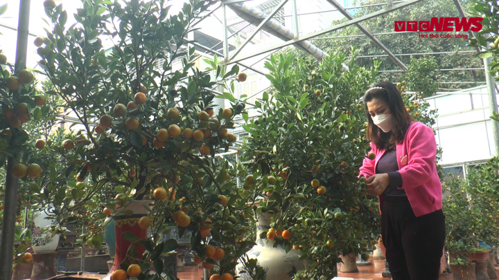 Video: Ngắm vườn quất bonsai trong bình gốm ở Hà Nội