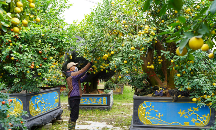 Video: Mãn nhãn vườn chanh bonsai tiền tỷ của nông dân Hưng Yên