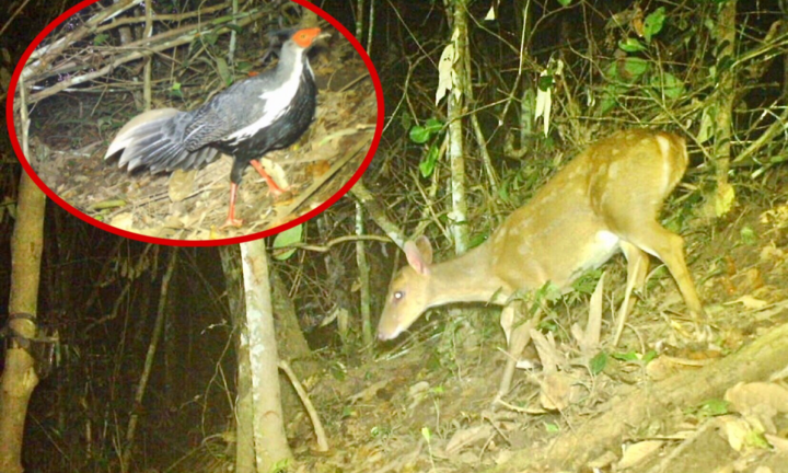 Ảnh: Những loài thú quý hiếm có nguy cơ tuyệt chủng ở Vườn Quốc gia Chư Yang Sin