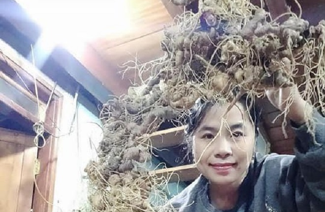 168 củ sâm Ngọc Linh được ghép thành hình rồng, giá gần 500 triệu đồng