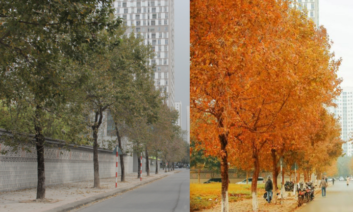 Sự thật con đường phong lá đỏ đẹp như Hàn Quốc ở Hà Nội