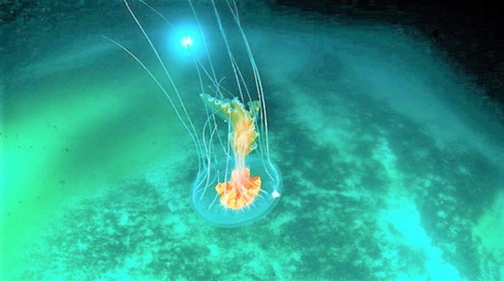 10 loài động vật có những khả năng đáng kinh ngạc