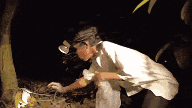 Video: Người đàn ông một tay bắt rắn mối vào ban đêm