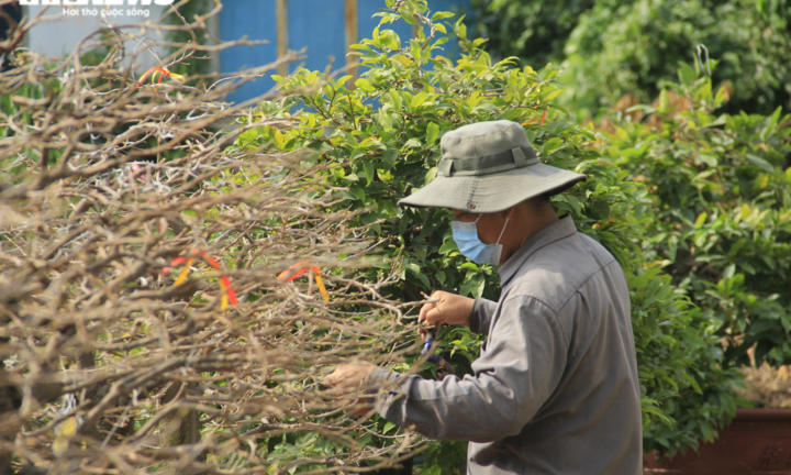 Ảnh: Chủ vườn đưa mai 'xuống phố', nhiều cây đợi ngày ra Bắc đón Tết