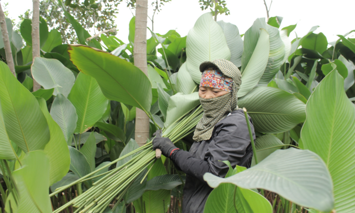 Người dân thủ phủ lá dong Hà Nội tất bật ‘hái lá đếm tiền’ dịp cận Tết 