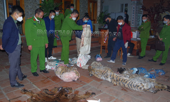 Thái Nguyên: Bắt chủ tịch xã giết hổ nấu cao