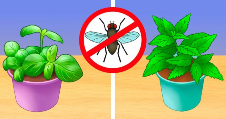 Mẹo loại bỏ côn trùng và hoá chất độc hại trong nhà bạn