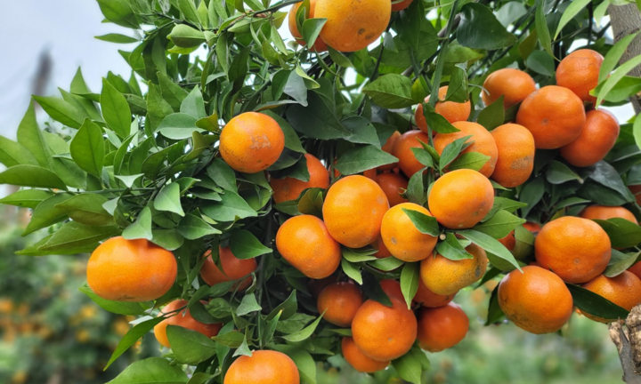 Cam, bưởi được mùa trúng giá vụ Tết, nông dân Bắc Giang thu lãi tiền tỷ