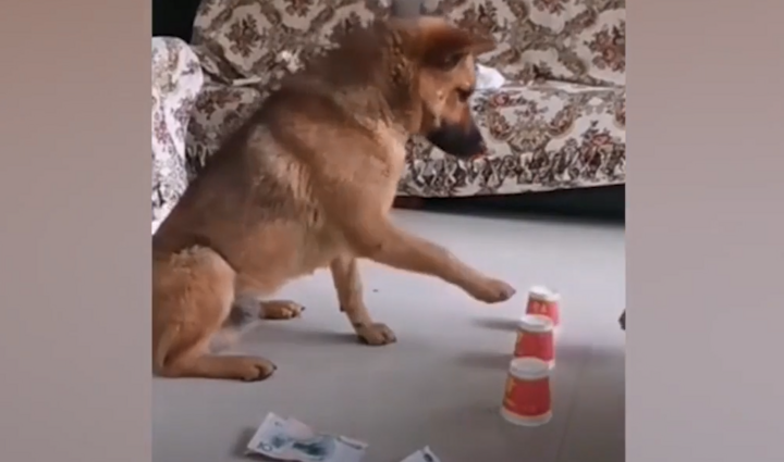 Chó thông minh vạch trần trò ăn gian của chủ 