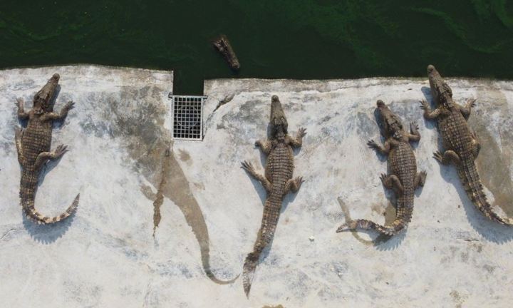 Giá thịt lợn tăng cao, dân Thái Lan chuyển sang ăn thịt cá sấu