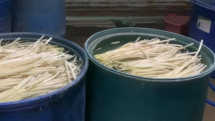 Video: Phát hiện cơ sở ngâm 8 tấn ngó sen trong hóa chất ở TP.HCM 