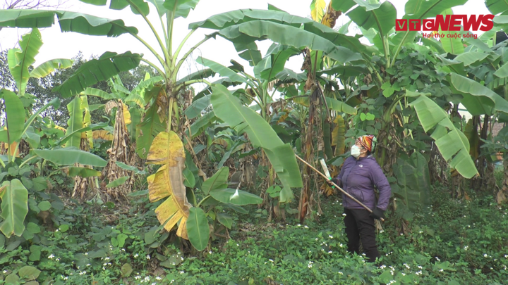 Video: Người phụ nữ hơn 30 năm hái lá chuối mưu sinh