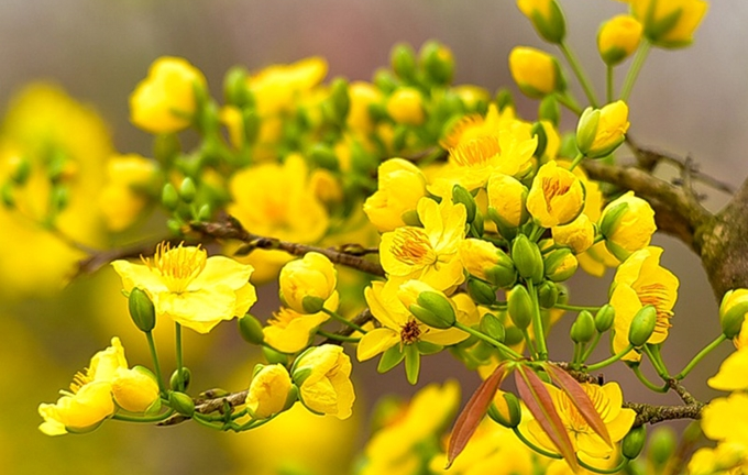 Sự tích cây mai vàng ngày Tết