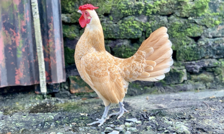 Thú chơi gà vảy cá độc lạ giá đắt đỏ