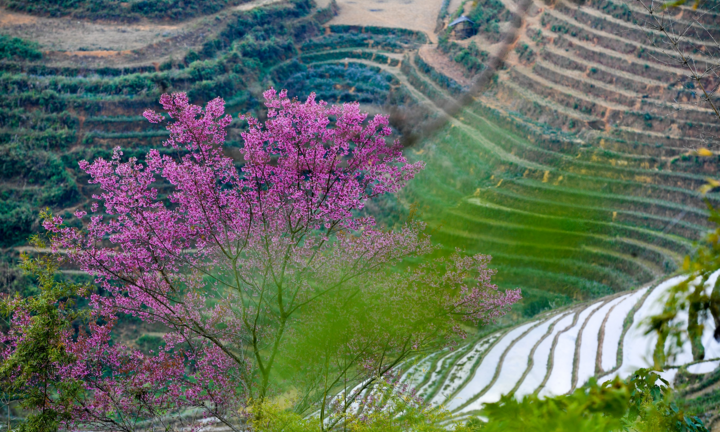 Video: Đào rừng bung nở, khoe sắc trên Mù Cang Chải