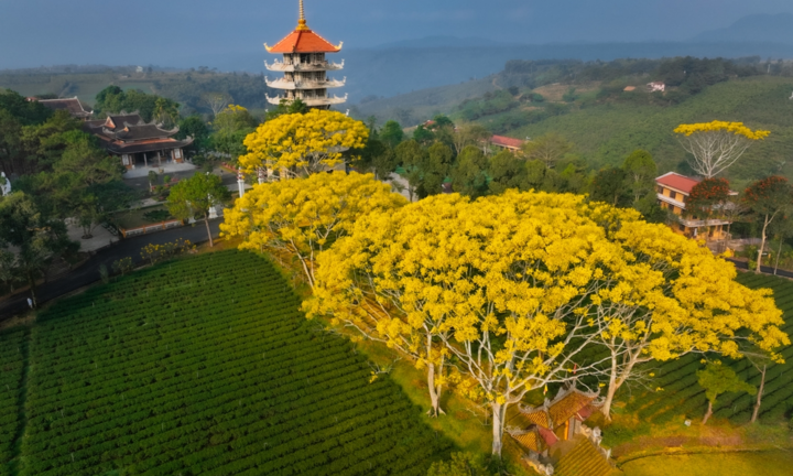 Ảnh: Tu viện ở Lâm Đồng bừng sáng sắc hoa điệp vàng 