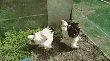 Video: Chiêm ngưỡng gà Kỳ Lân khổng lồ, chân 5 ngón