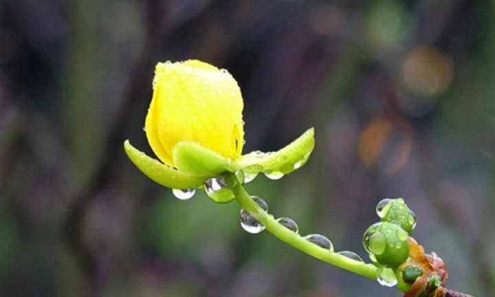 Thơ Nguyễn Quang Hưng: Nhận xuân