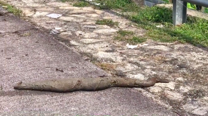 ‘Xỉu ngang’ phát hiện sinh vật lạ đang bò, đáng sợ hơn là không ai biết