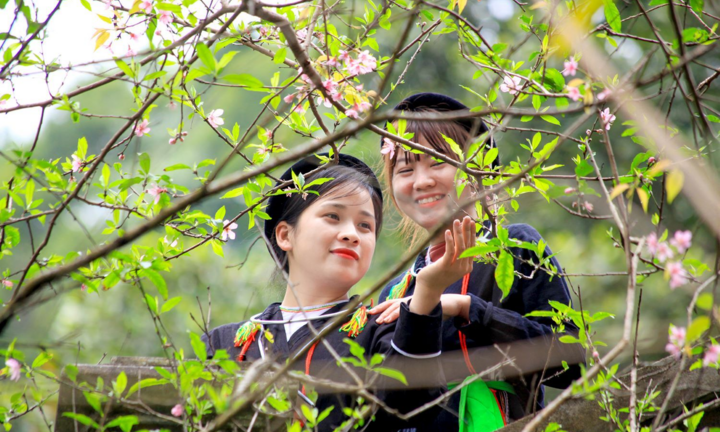 Ảnh: Đỉnh Tây Thiên ngập tràn sắc hoa, báo hiệu mùa xuân về