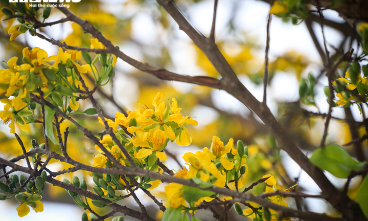 Ảnh: Ngắm những 'cụ' mai được ‘hét’ giá trăm triệu đón Tết Nhâm Dần