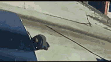 Video: Người đàn ông 'đấu võ' với chó Ngao Tây Tạng vì bị tấn công