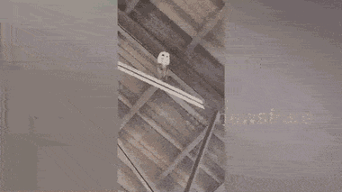 Video: Cú mèo đứng trên trần nhà nhún nhảy cùng dàn hợp xướng nhà thờ