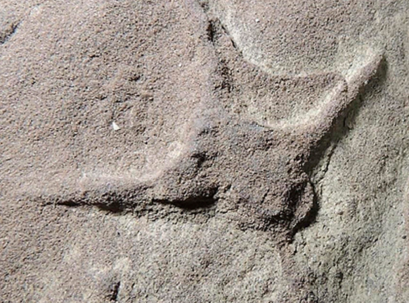 Phát hiện kỳ thú về các loài chim sống cùng thời khủng long