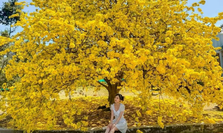 Giới trẻ rủ nhau chụp ảnh bên cây mai 70 tuổi nở hoa vàng rực ở Đồng Nai