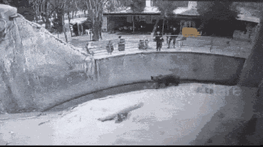 Video: Rơi vào chuồng gấu, bé gái 3 tuổi thoát chết thần kỳ